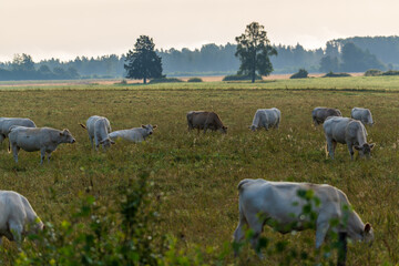 Fototapeta premium A herd of cattle is grazing peacefully in a rural countryside meadow at dawn. Farm animals feeding on green pasture with a misty forest background landscape