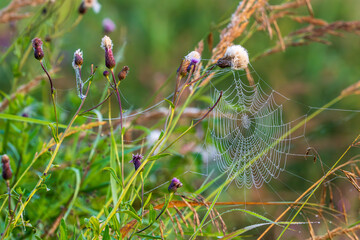 Perfect spider web with morning dew drops among purple wildflowers and grass. Intricate orb web catches dewdrops in a natural meadow setting.