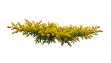 Golden Yellow Creeper Plant, Lush Green Foliage, Isolated on Black Background, Botanical Illustration, Nature Stock Photo
