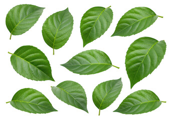 Naklejka premium Collection of green leaves isolated on transparent background