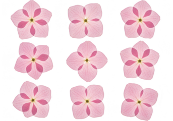 Nine pink flowers with five petals isolated on transparent background