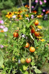 tomatoes on the vine