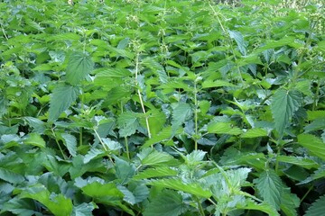nettle field, rows of nettle