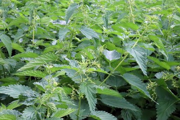 nettle field, rows of nettle