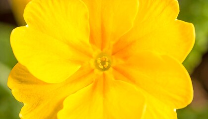 Close-up of a bright yellow flower