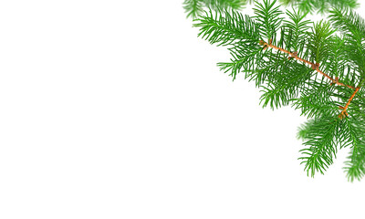 Green fir tree branches with cutout outline on white background