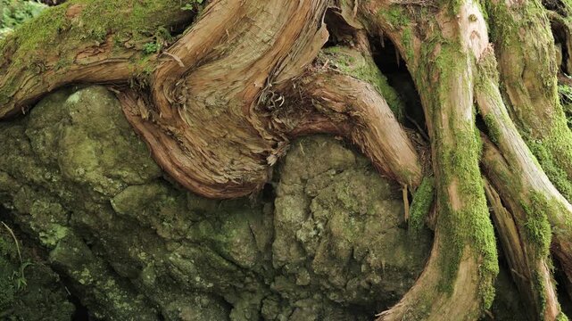 Mysterious Shape of the Cypress Roots Resembles a Dinosaur Holding a Rock | Tateshina Virgin Forest, Nagano, Japan