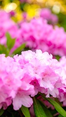 Fototapeta premium Pink flowers in bloom (1)