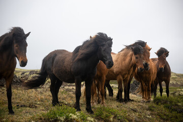 Majestic Icelandic horses roam freely across the lush green landscape