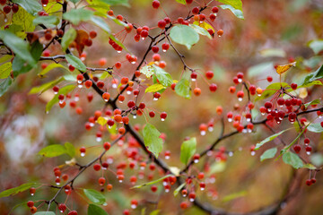 Small crabapple berries dripping with water after an autumn rain