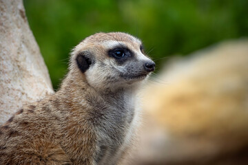Fototapeta premium Meerkats are small, social mongooses