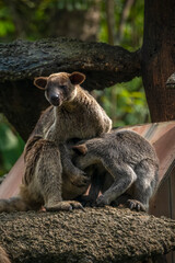 Portrait of a tree kangaroo perched on a rock