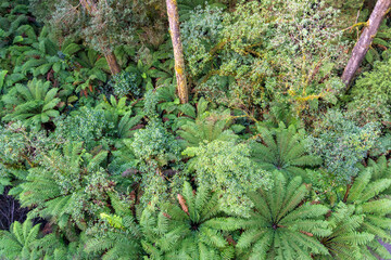 Lush green ferns in Great Otway National Park, Victoria, Australia