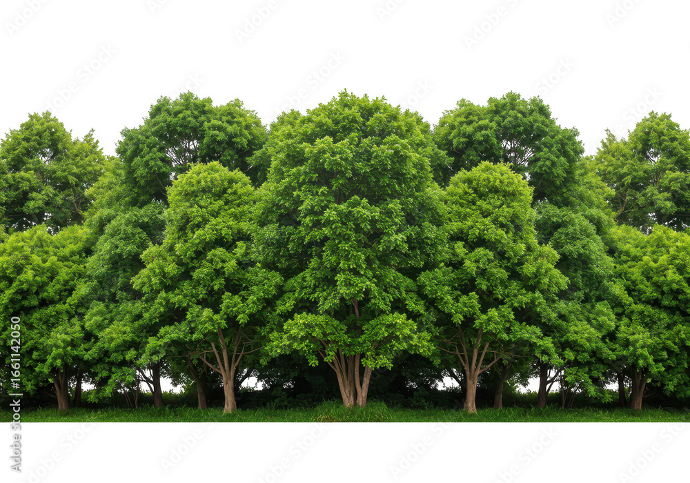 Poster row of green trees isolated on transparent background