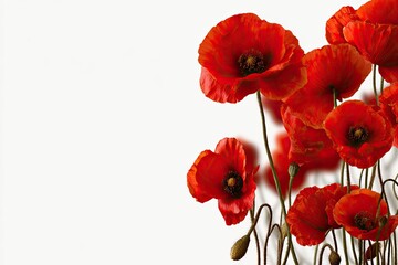 Red poppies clustered at the right edge of a white background