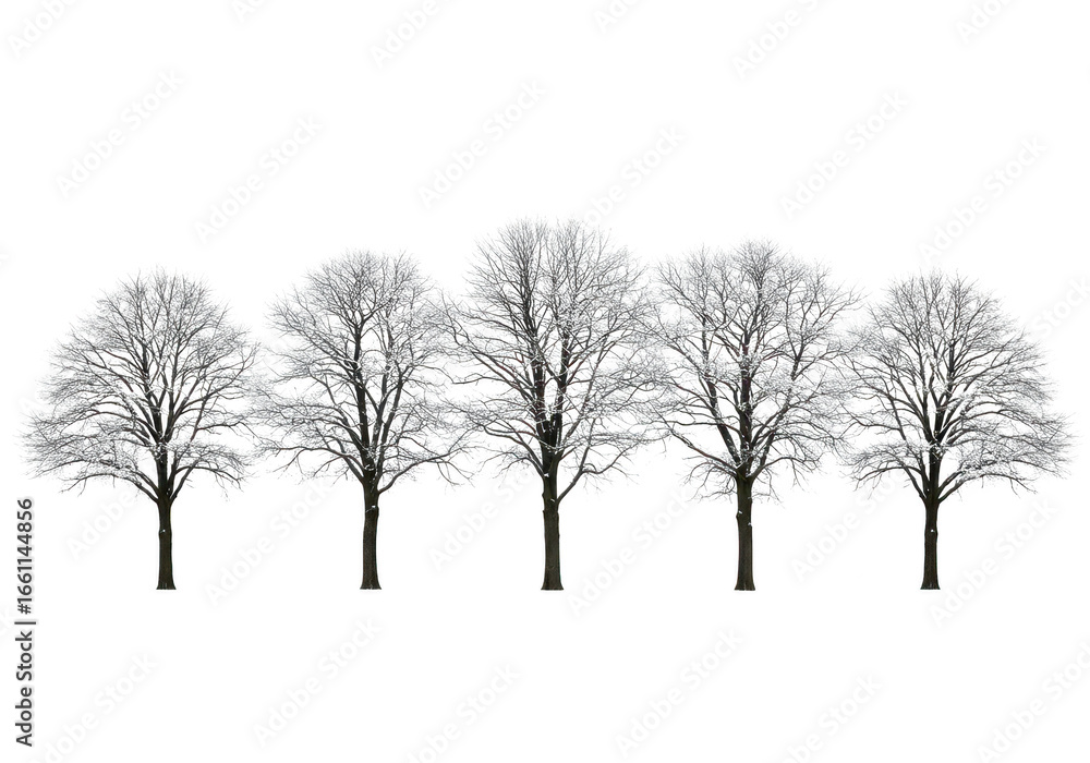 Poster A row of five bare trees isolated on transparent background