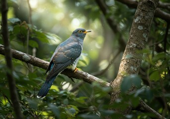 Fototapeta premium A realistic cuckoo, adorned with blue-grey plumage, perches quietly on a sunlit branch within a dense, green forest, a true depiction of avian life.