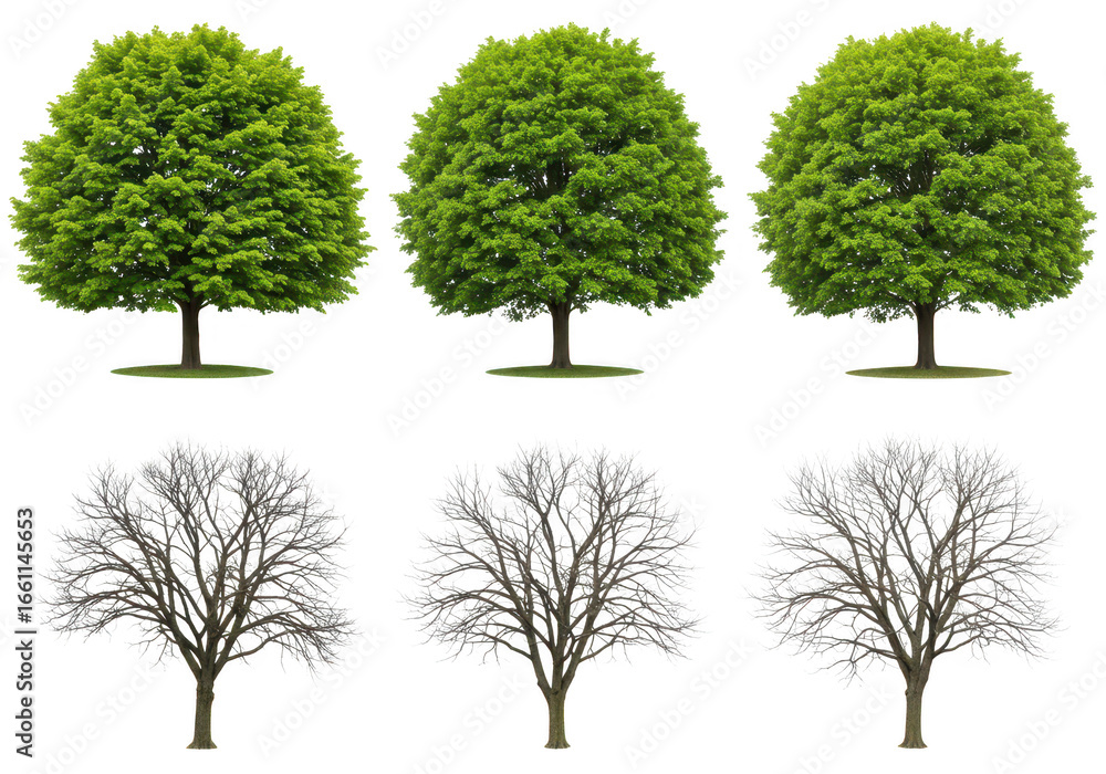 Poster three green trees and three bare trees isolated on transparent background