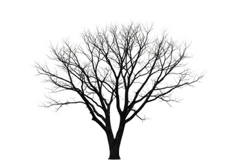 Obraz premium Bare tree silhouette isolated on transparent background