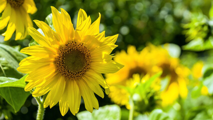 Sunflower field summer flowers bright yellow closeup