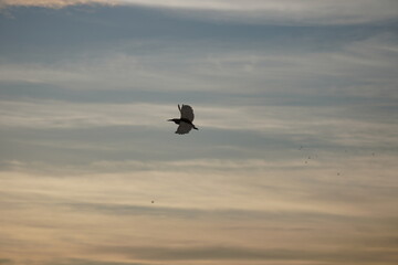 A sunbird in flight against a soft cloudy sky. 