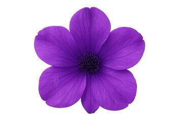 Obraz premium Vibrant purple flower blooming against a transparent background, adding a lively splash of color to various creative projects and designs