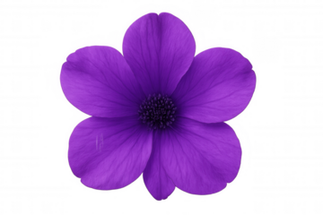 Vibrant purple flower blooming against a transparent background, adding a lively splash of color to various creative projects and designs