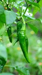 Green chili peppers on plant (1)