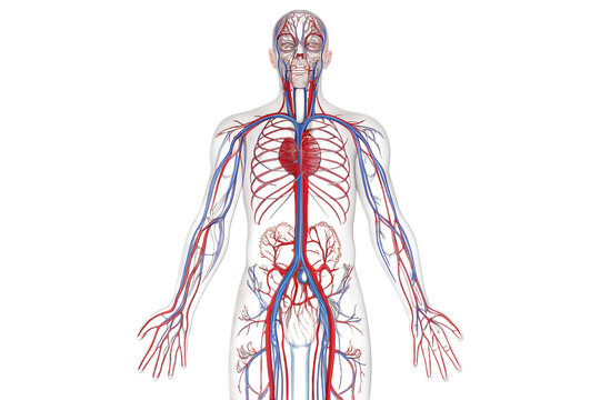 Human circulatory system anatomy illustration design