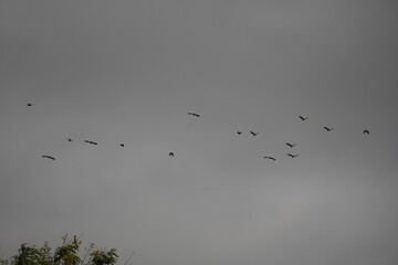 A group of birds in the cloudy sky