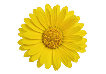 Fototapeta premium Yellow daisy flower isolated on transparent background