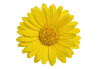 Yellow daisy flower isolated on transparent background