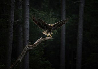 Realistic Eagle Land Majestic Bird in Flight and Forest Majesty 