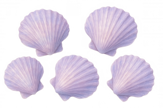 Five purple scallops are floating on a transparent background, creating a delicate and elegant composition