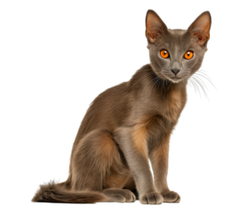 Elegant Oriental Shorthair Cat with Piercing Orange Eyes isolated on a transparent background