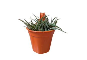 spider plant on a orange pot isolate on white background