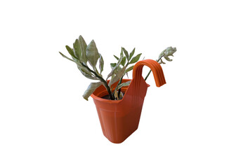 green plant in a pot side view isolated