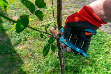 Cutting a rootstock shoot from a grafted rose with pruning shears, hand in gardening glove, proper...