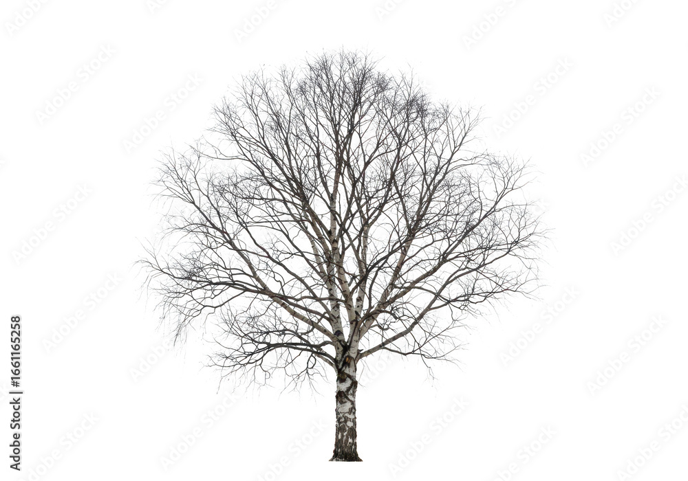 Poster a bare birch tree with intricate branches, isolated on a transparent background, symbolizing winter 