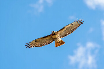 Obraz premium An eagle is flying in the sky.