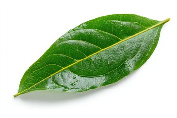 Obraz premium Close-up of a vibrant green leaf, smooth texture, water droplets