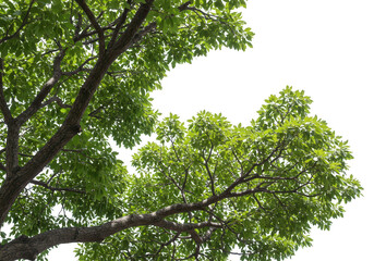 Obraz premium Closeup view of green tree branches and leaves against a transparent background, isolated on white