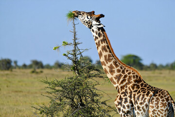 Obraz premium A large giraffe is eating leaves.