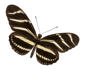Zebra longwing butterfly with black and white stripes