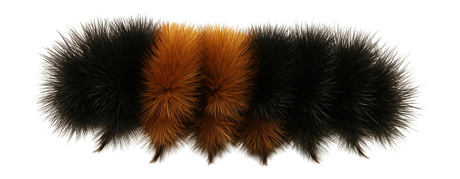 Banded woolly bear caterpillar with black and orange stripes