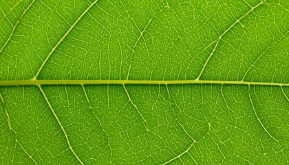 Close-up of a green leaf showing detailed vein structure and natural texture.