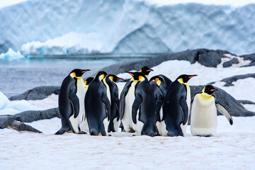 Obraz premium Many penguins together
