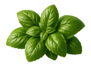 Fresh basil leaves on a white plate