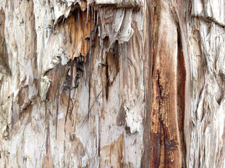 A close-up of a weathered tree bark showing natural textures, cracks, and peeling layers that...