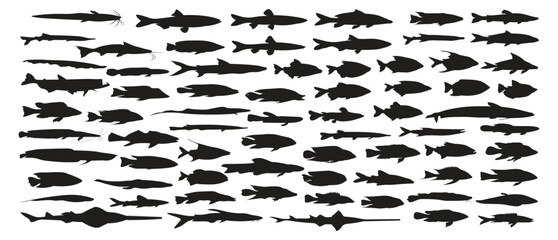 collection of silhouettes of various kinds of fish
